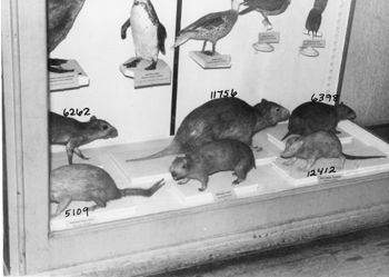 Media type: image; Mammalogy 6262 shows cataloged_item 11756 shows cataloged_item 6398 shows cataloged_item 12412 shows cataloged_item 14535 shows cataloged_item 5109 Description: Historic exhibit case showing various south american mammals.;